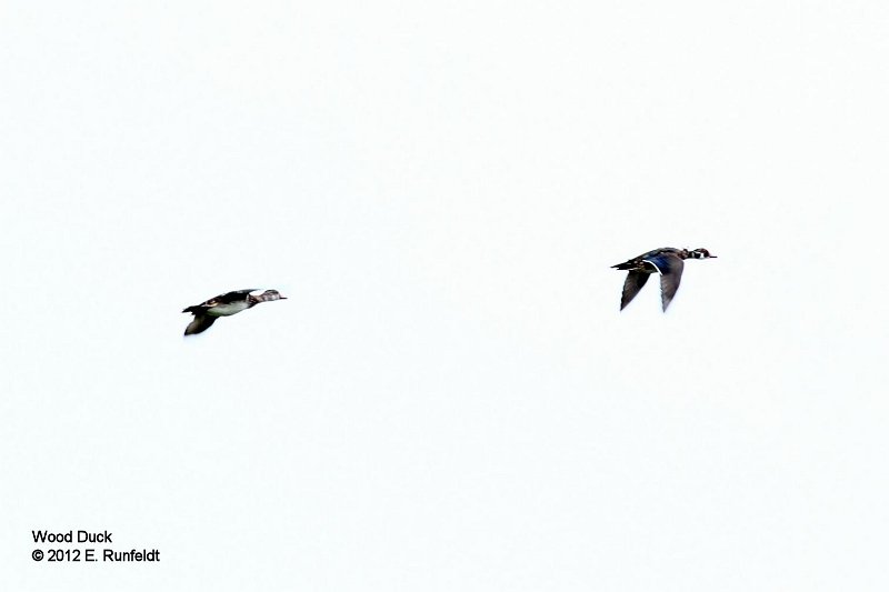 15 Sept-WoodDucks.jpg